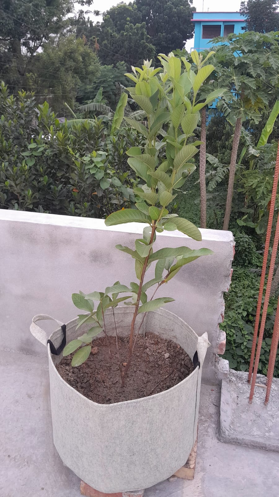 ২৫ গ্যালন জিও গ্রো ব্যাগ (500 GSM)