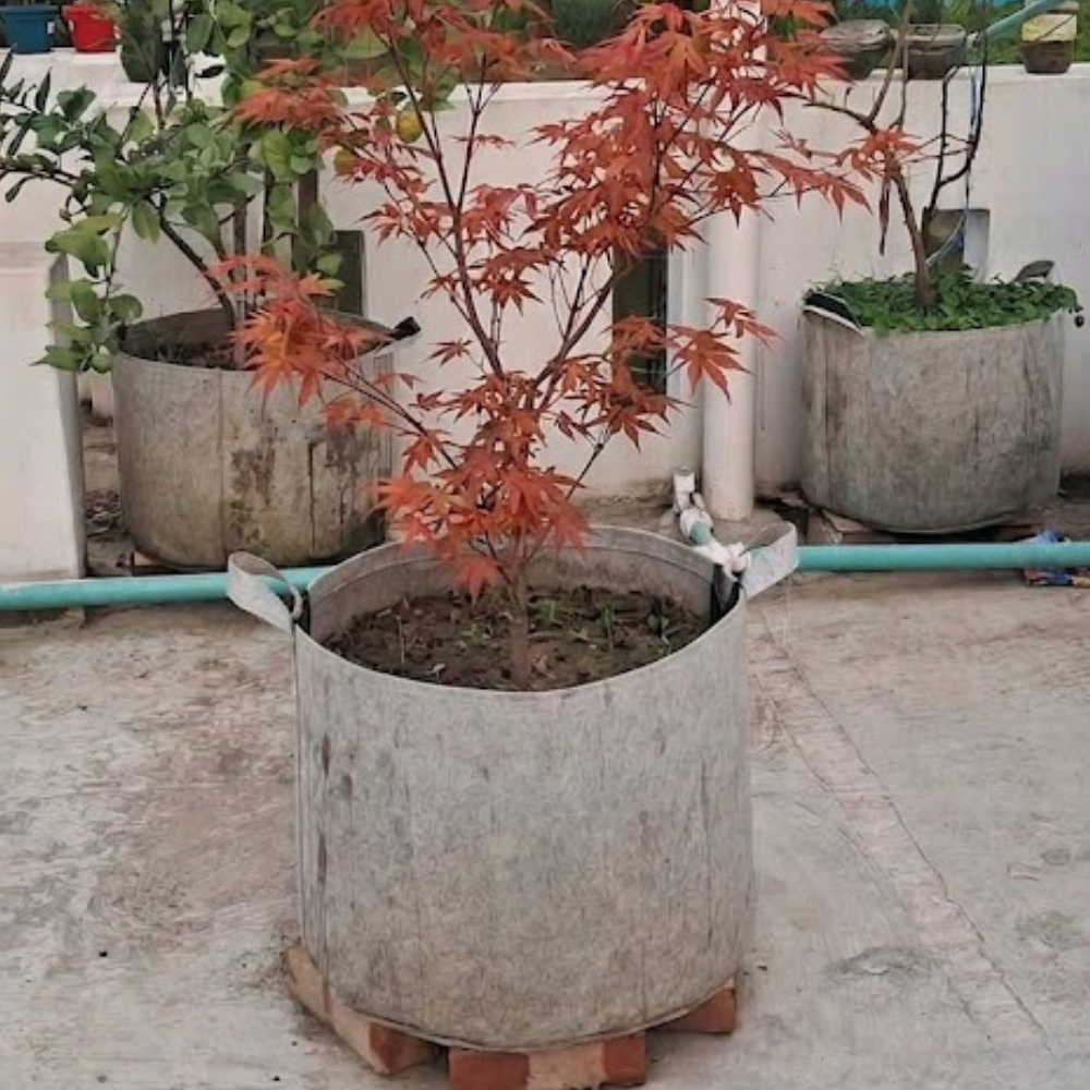 ৩০ গ্যালন জিও গ্রো ব্যাগ (600 GSM)